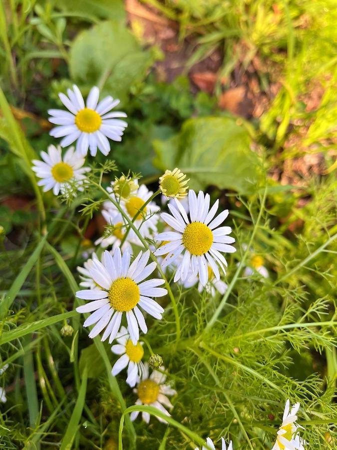 Le Gite Marguerite - Calvados : Vue Panoramique Sur La Normandie Hermival-les-Vaux Esterno foto